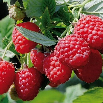 Малина ремонтантная Геракл