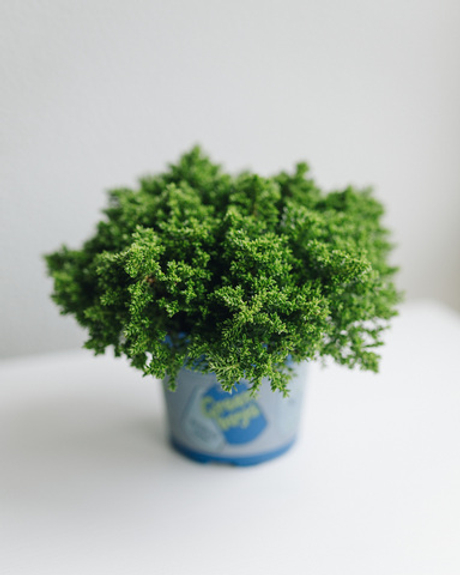 Селагинелла