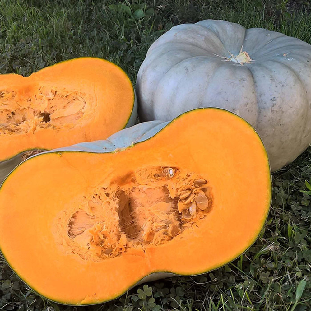 Сампсон F1 семена тыквы (Enza Zaden / Энза Заден)