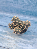 Tephrocactus Molinensis (Тефрокактус)