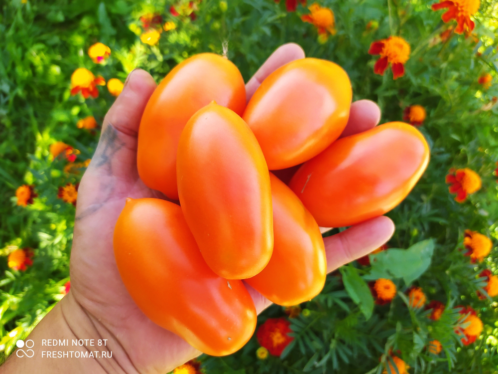 Оранжевый капрезе (Orange caprese) сорт томата