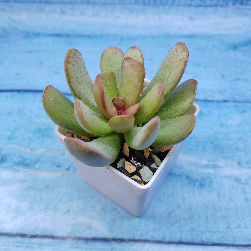 Adromischus Sphenophyllus (Адромискус)