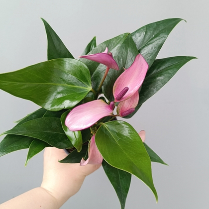 Антуриум Зизоу