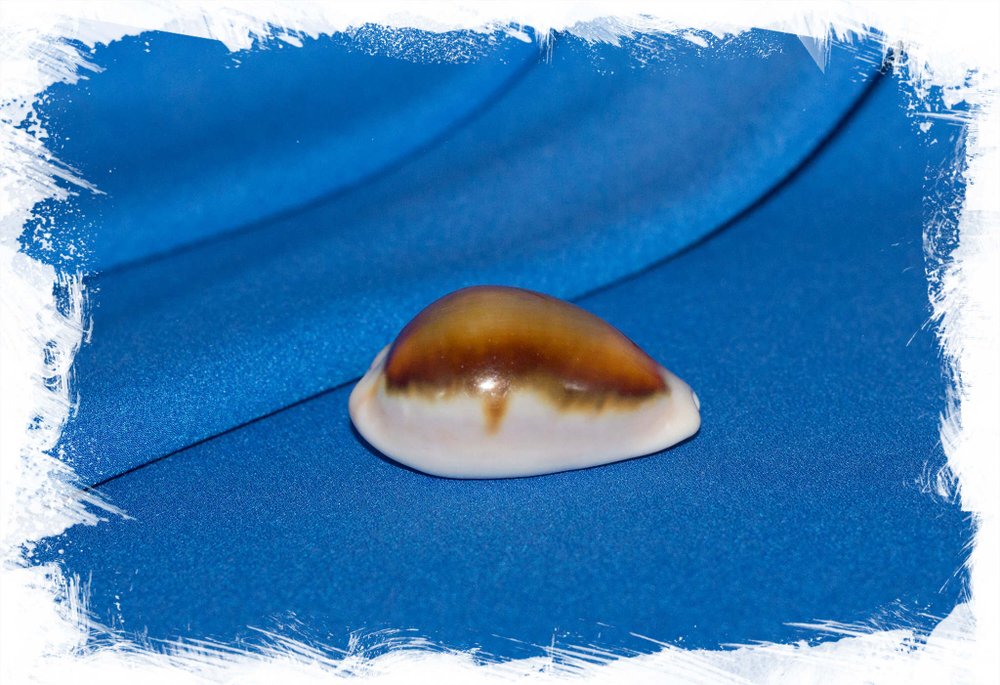 Морская ракушка Ципрея спадицея, Neobernaya spadicea