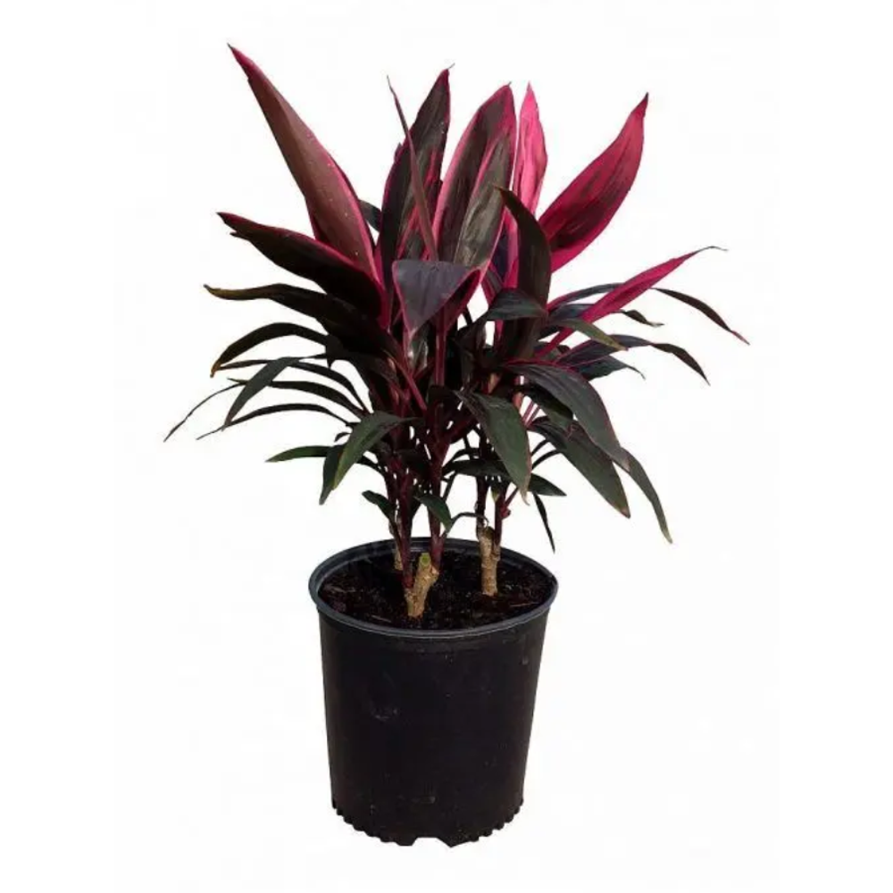 Кордилина "Рэд Австралия"