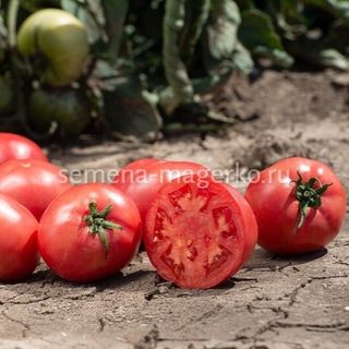 Томат Хапинет F1 1000 (семян)