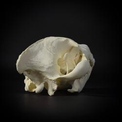 Череп бурой гиены