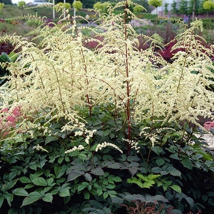 Астильба Тунберга "Prof. van der Wielen". Astilbe thunbergii "Prof. van der Wielen".