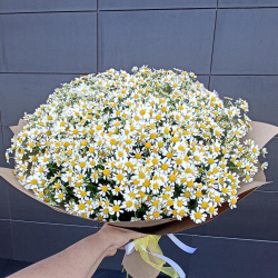 Букет ромашек 25 шт в крафте