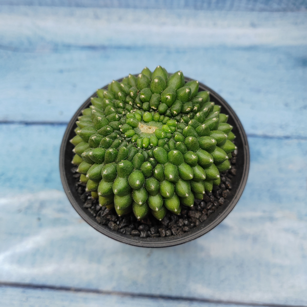 Gymnocalycium Spineless Crested form (Гимнокалициум Кристатный)