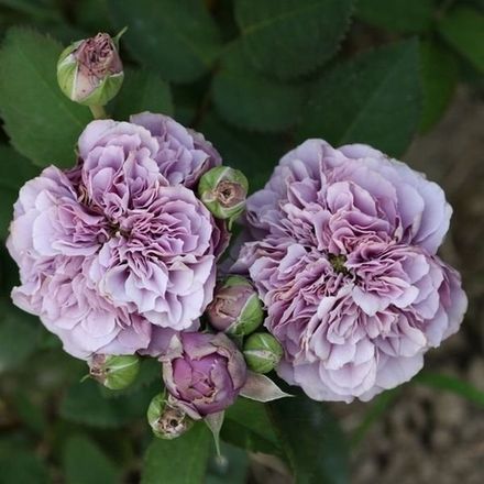 Блю Романеско (Blue Romanesque)