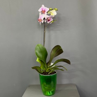 Орхидея Фаленопсис