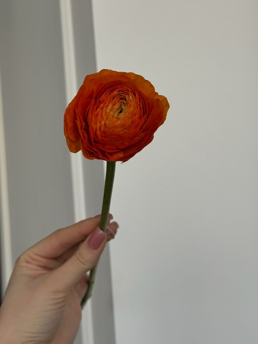 Ранункулюс в оранжевом оттенке