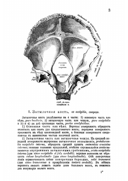 Описательная и топографическая анатомия человека. Книга 1 | Хайцман Карл