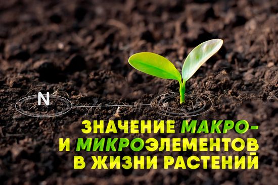Значение макро- и микроэлементов в жизни растений