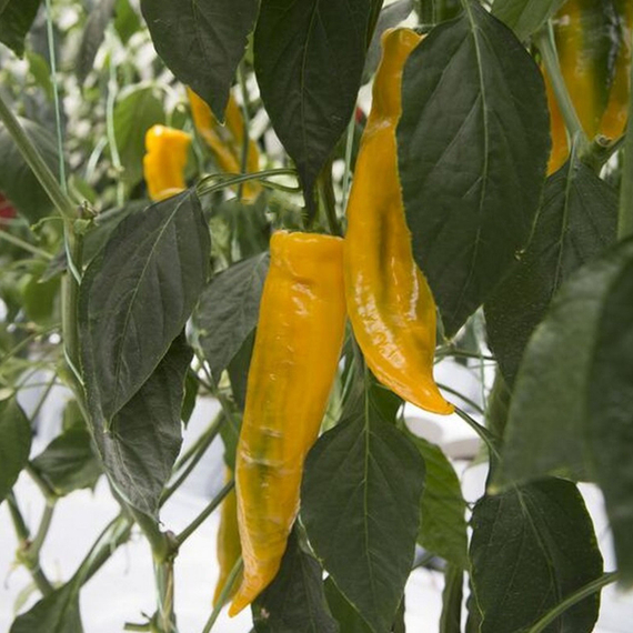 ПАЛЕРМО ЮСМИТ F1 семена перца сладкого Rijk Zwaan цена – фото 2