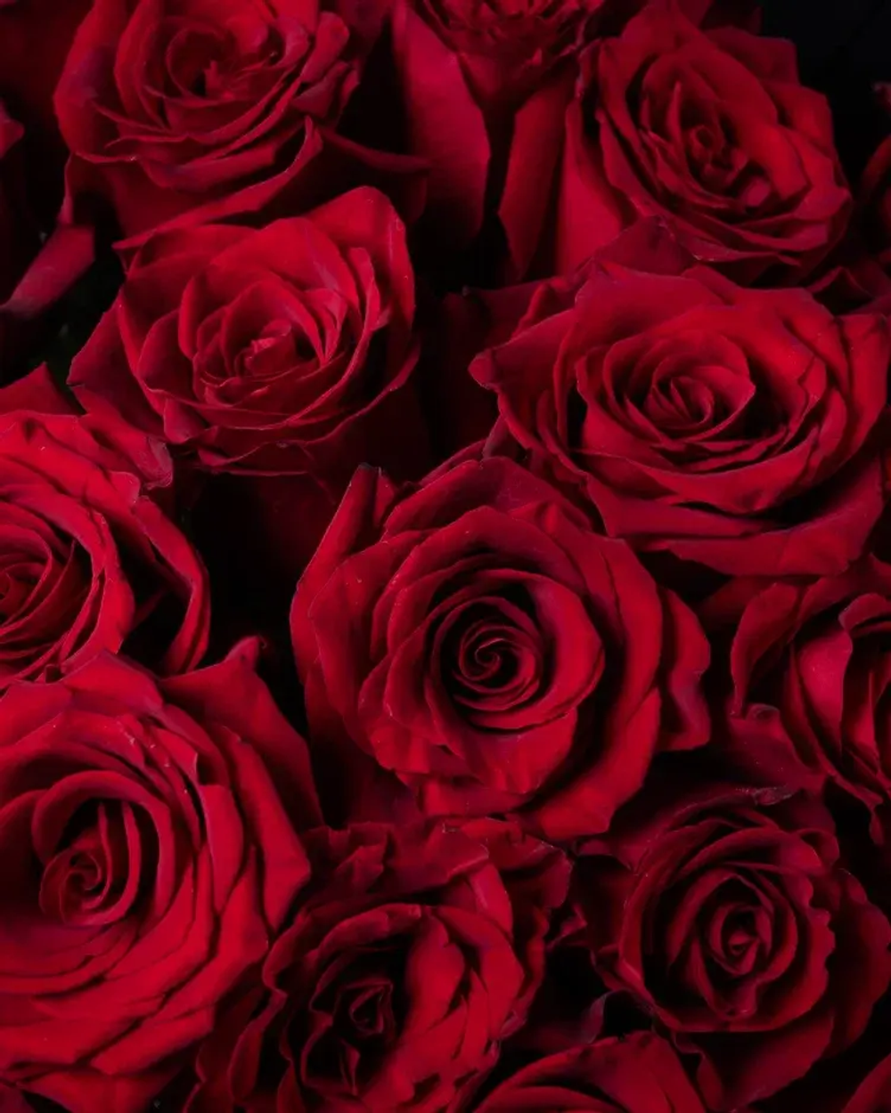 Букет из 25 красных роз (Эксплорер 50 см)