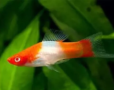 Меченосец Кои Кохаку