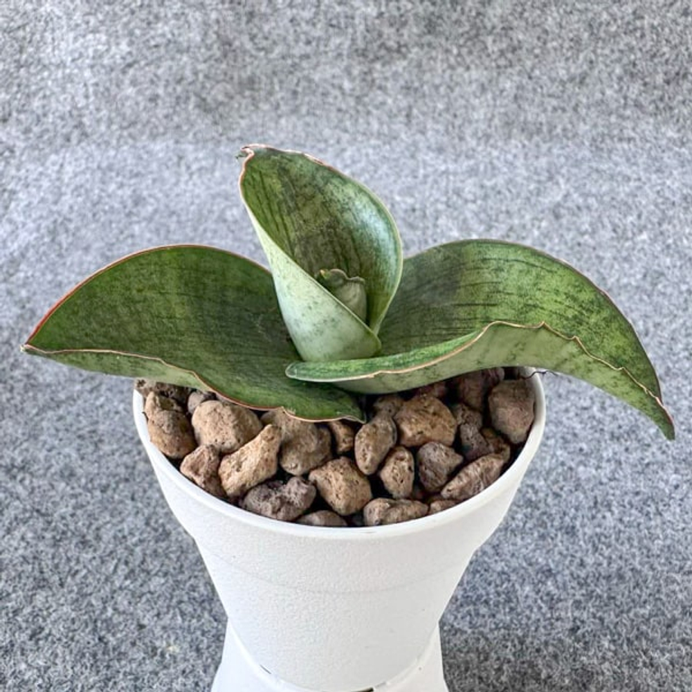 Сансевиерия MAYUU