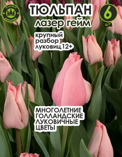Тюльпан луковичные цветы, ЛазерГейм 6 шт, разбор 12+