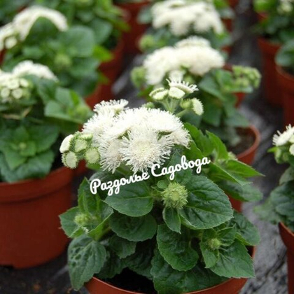 Агератум мексиканский (цена за 6 штук)