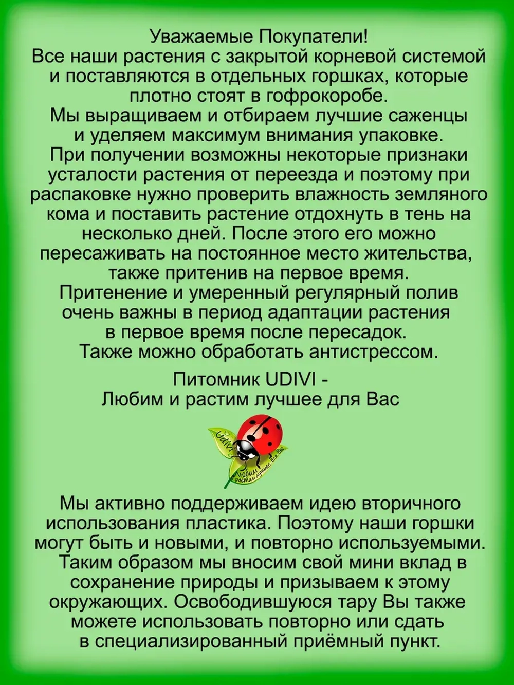 Клеродендрум угандийский Голубые бабочки