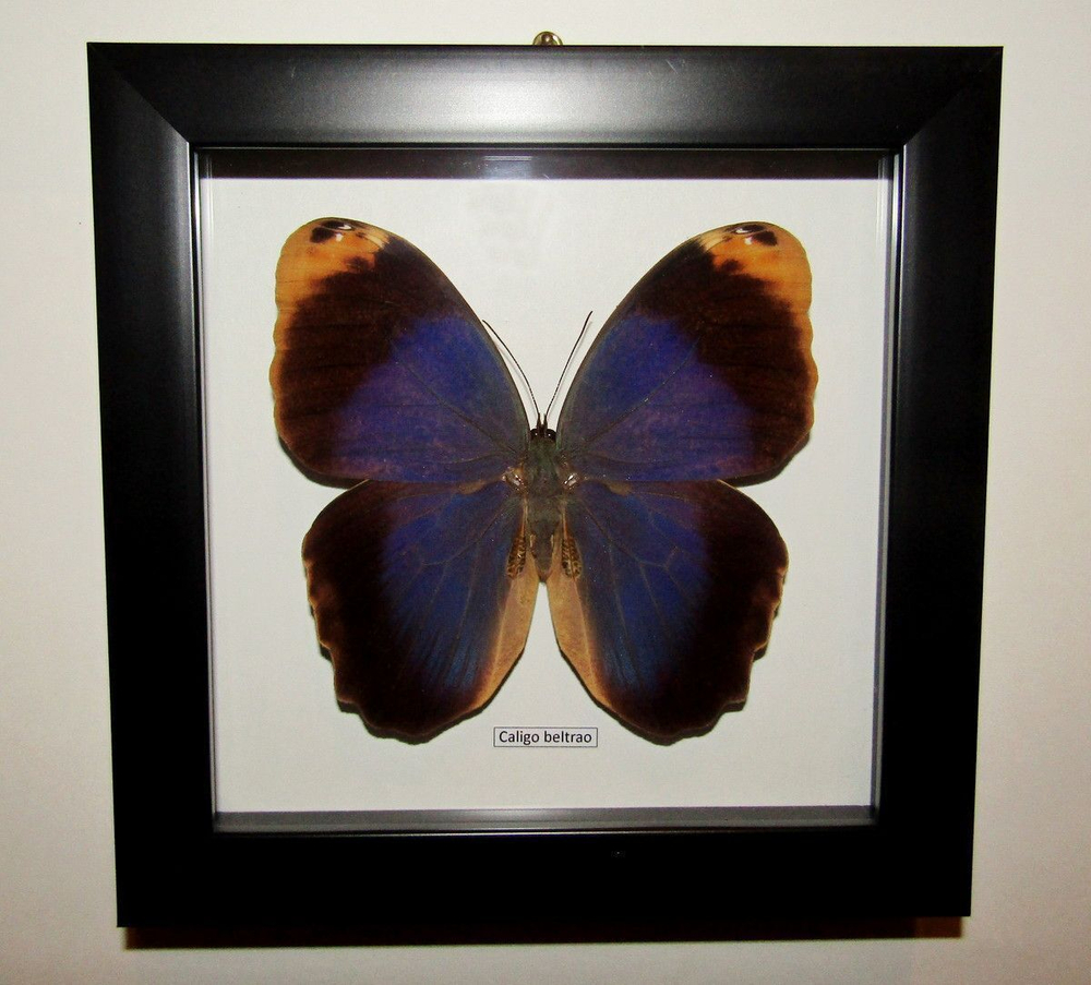 Бабочка Филин Caligo beltrao в рамке