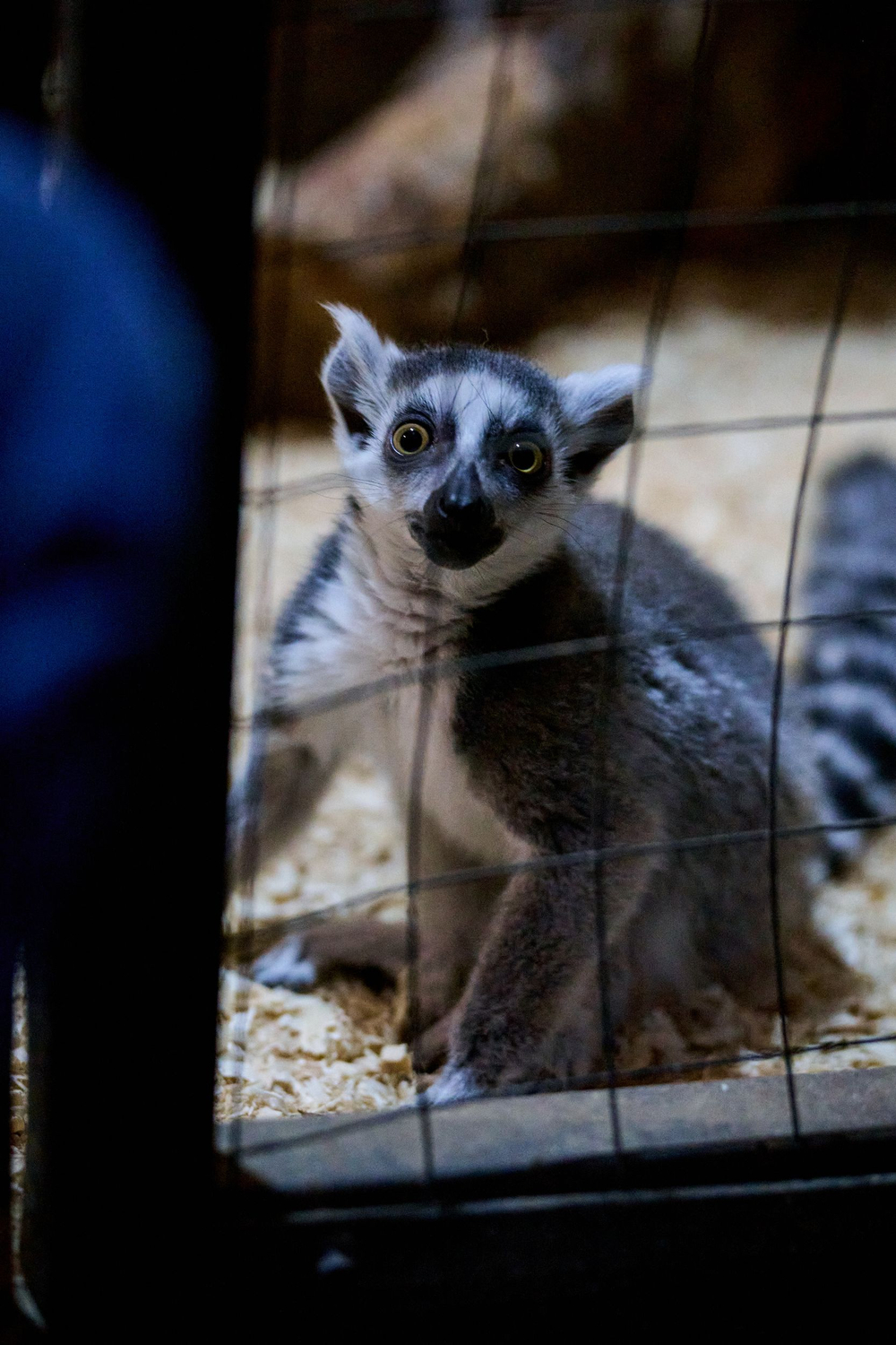 Праздник в стиле Гжель