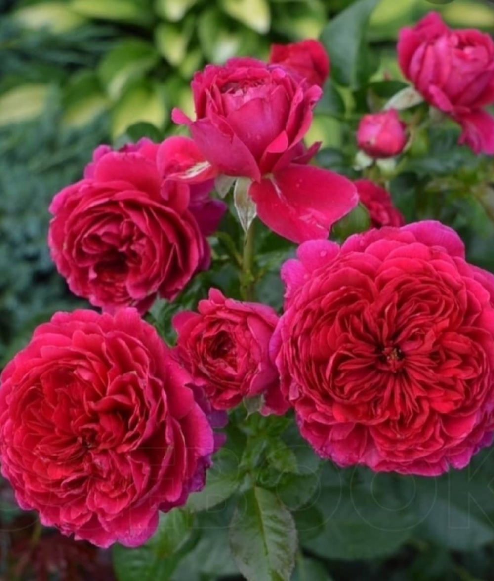 Роза Соул С7 Закупка М57 июнь 2026