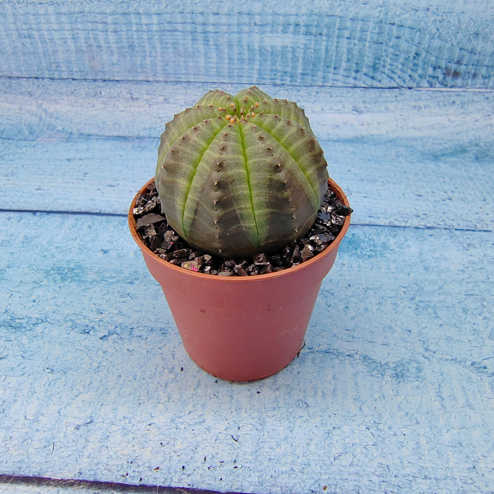 Euphoria Obesa (Эуфорбия)