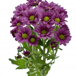 Madiba Jombe Purple (NL)