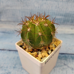 Melocactus Diersianus (Мелокактус)