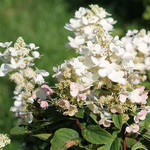 Гортензия метельчатая Тардива