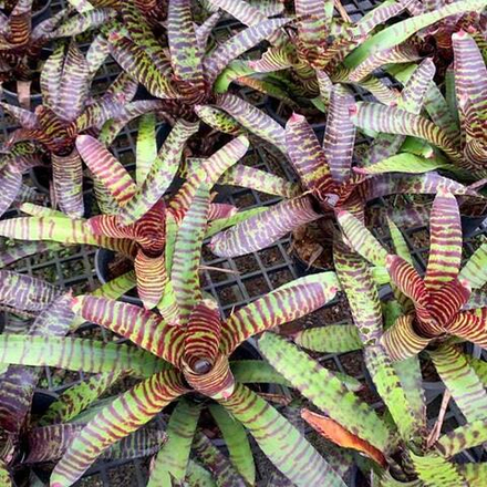 Неорегелия TIGER HYB MIX