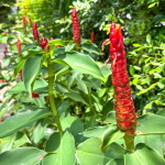 Костус красивый – Costus speciosus