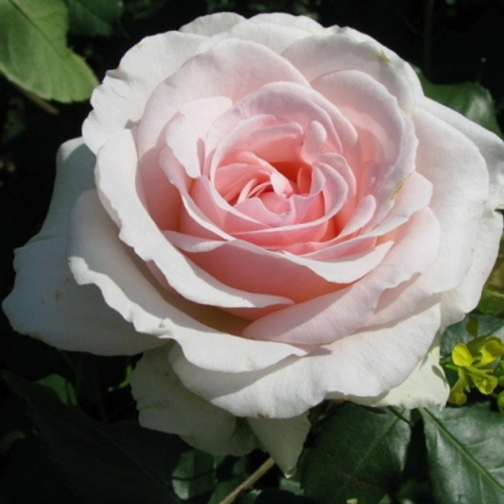 Роза чайно-гибридная Иоганн Штраус С6