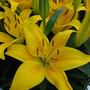 Лилия Тайни Би Генетически Низкорослая До 45 См