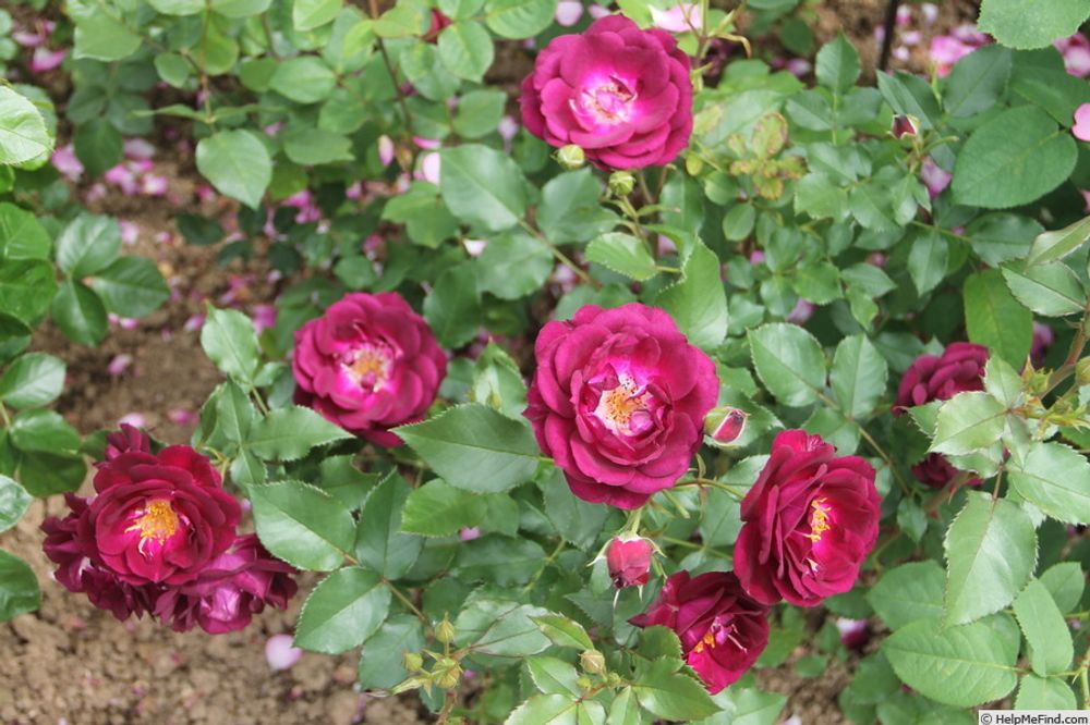 Роял Селебрейшн (Royal Celebration)