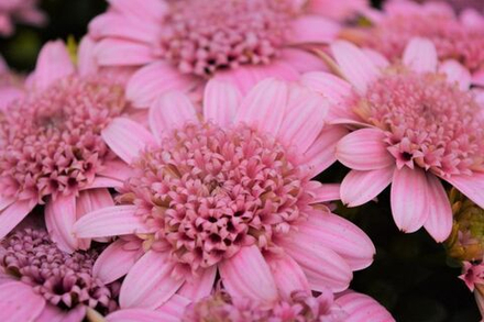 Остеоспермум Margarita Double Pink ОКС укорененный черенок