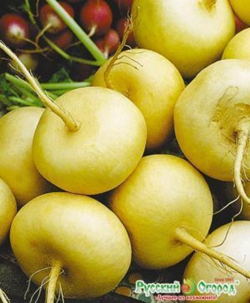 Репа Петровская