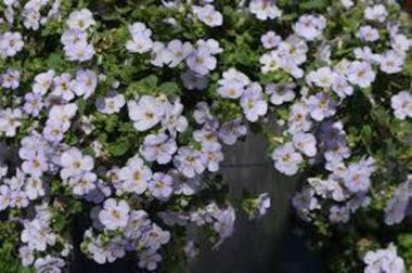1031 Бакопа BARISTO GIGA LAVENDER