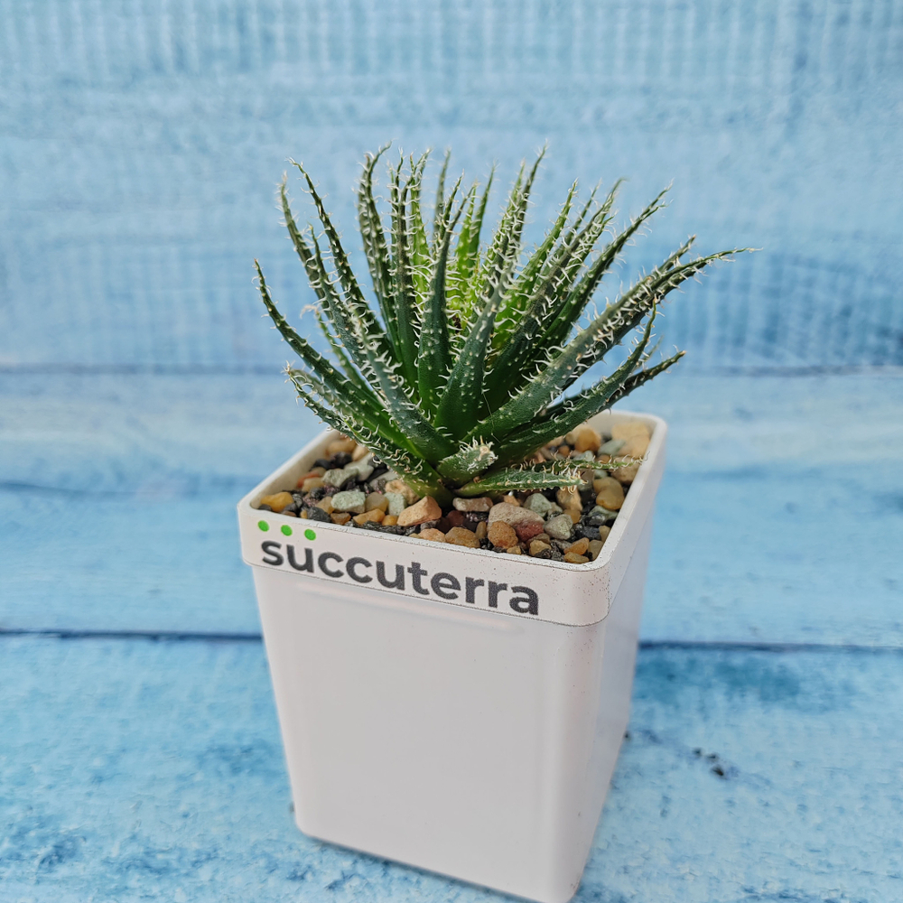 Aloe Haworthioides (Алоэ)