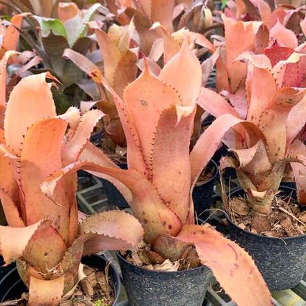 Хохенрегелия xHOHENREGELIA ICE TEA