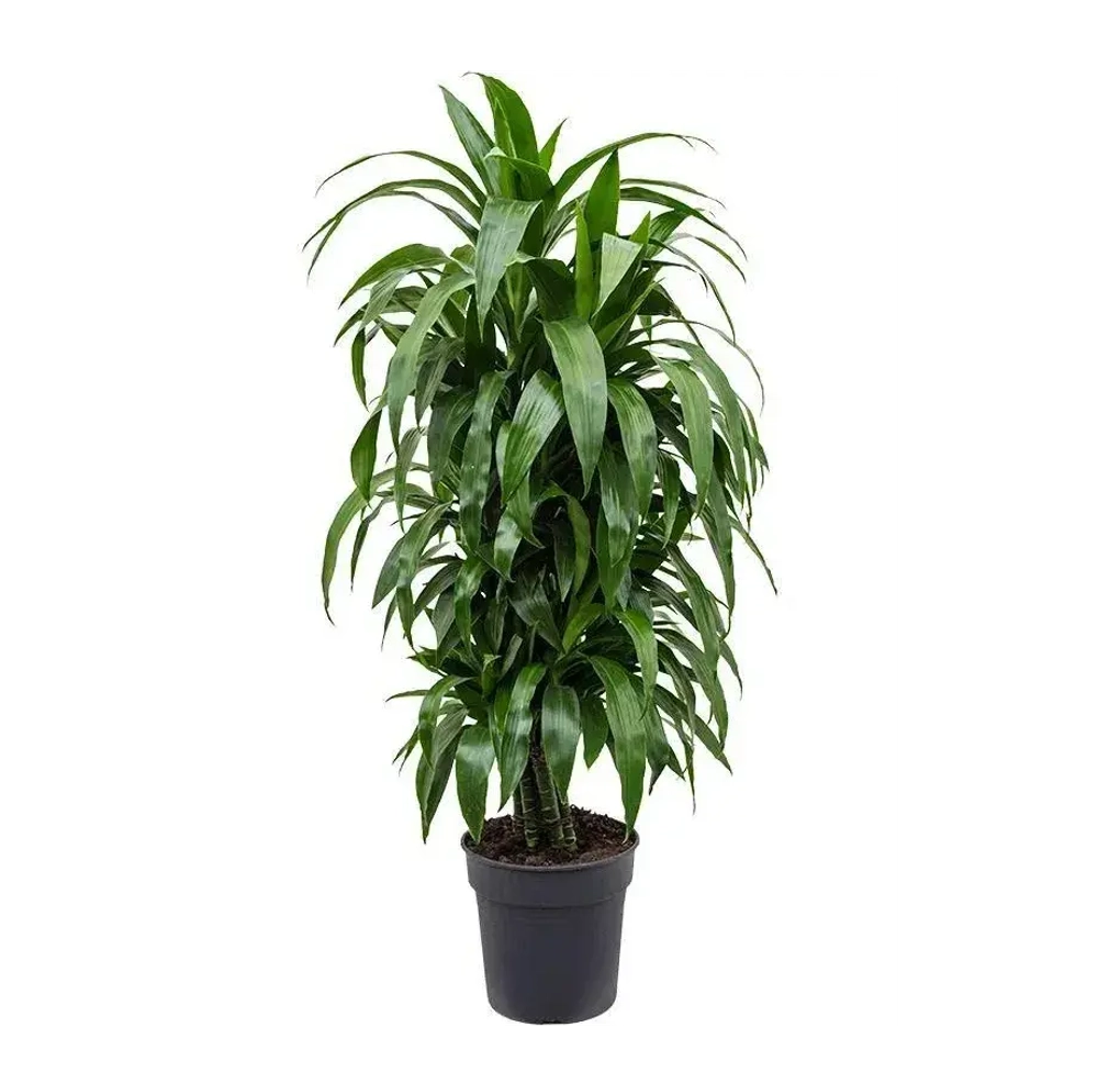 Драцена Джанет Крейг