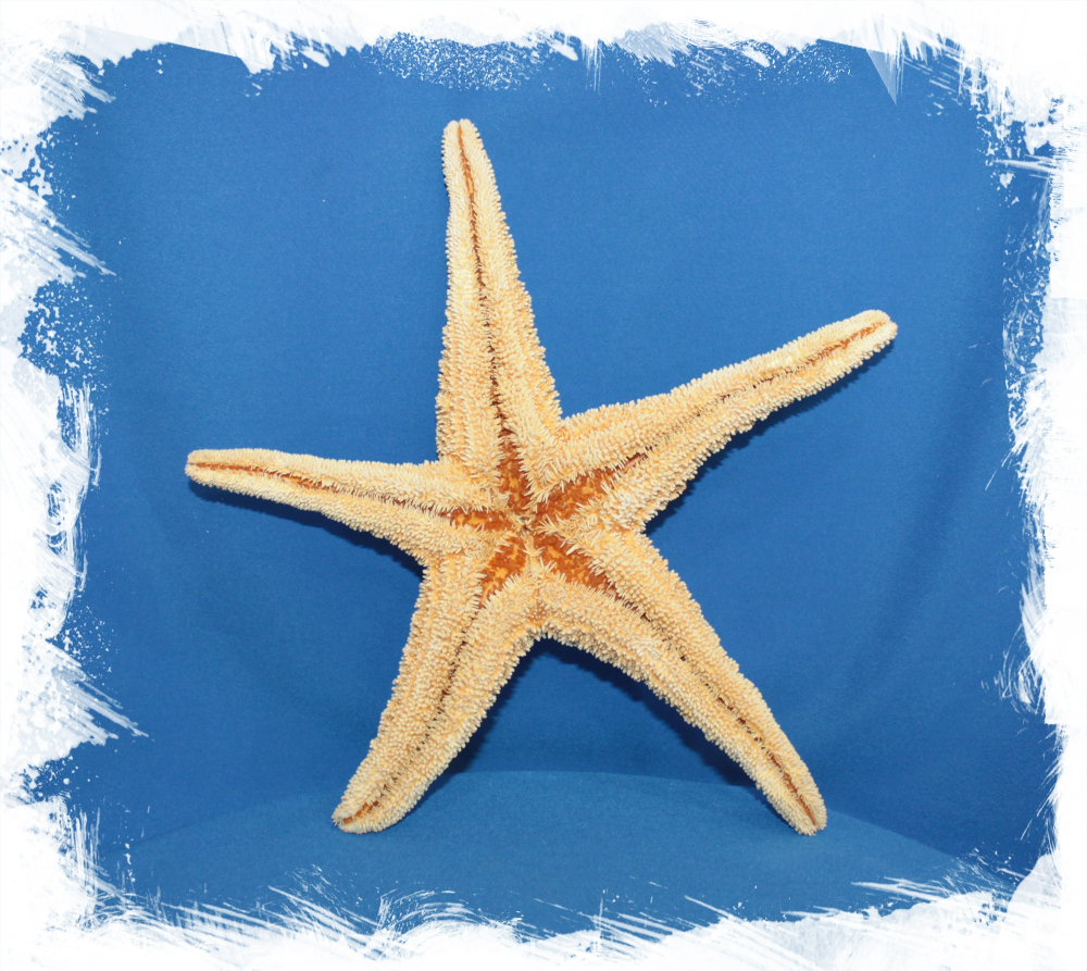 Мексиканская морская звезда 20-25см