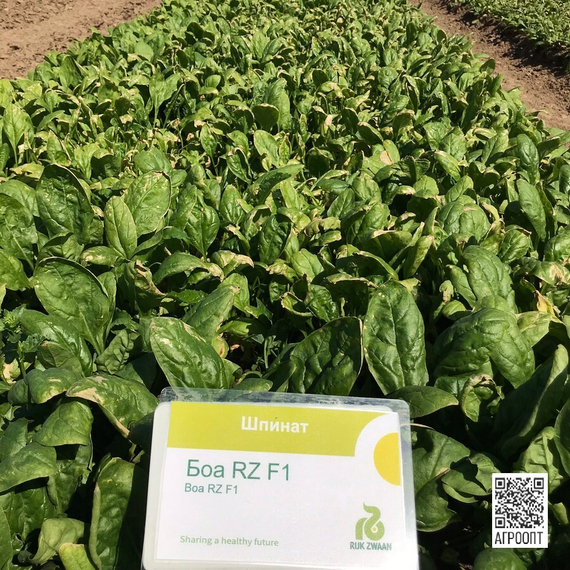 Боа F1 семена шпината (Rijk Zwaan / Райк Цваан) в поле – фото 7