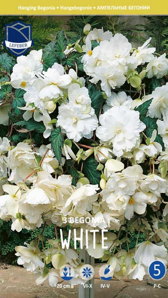 Бегония &quot;Pendula White&quot;, Нидерланды.