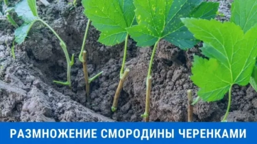 Зеленое черенкование смородины и крыжовника: начинаем в конце мая