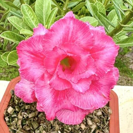 Адениум обесум GEVARIN