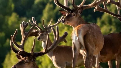 Алтайский марал